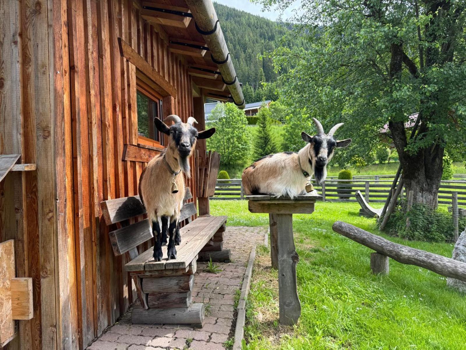 Appartements Zahnleiten Untertauern Exteriér fotografie